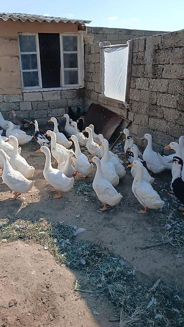 Kənd təsərrüfatı quşları: Məhsul: Ağ ördəklər (təsərrüfat heyvanları) Təsvir: - Ağ lələklər — 2