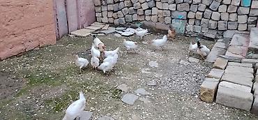 qus yarim tip: 12 ədəd toyuq 2 dənə xoruz satılır yumurtayan toyuqlardı amma hələlik — 6