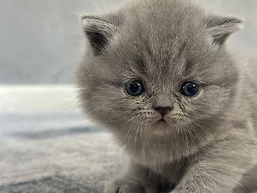 шерс: Британский короткошерстный котёнок, окрас голубой (blue). - — 6