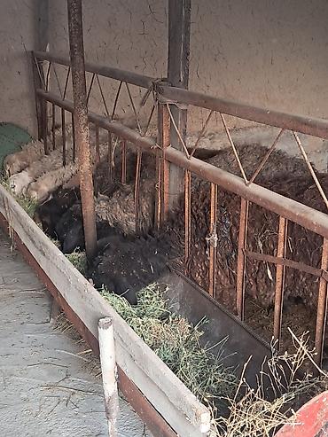 Баран, овца: Продаю | Овца (самка) | Для разведения | Матка — 9