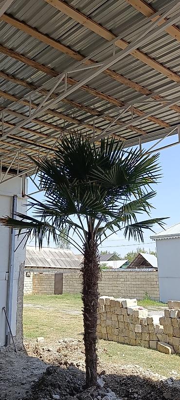 balıq məhsullarının satışı: 🌴 12 Yaşlı Möhtəşəm Trachycarpus Fortunei (Çin Yelpik Palması) — 1