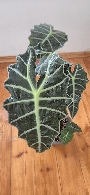yaz gulleri sekilleri: Alocasia Polly. Böyük ölçü. 2 köklü. Bazar günü metro üstüne çatdırıla — 6