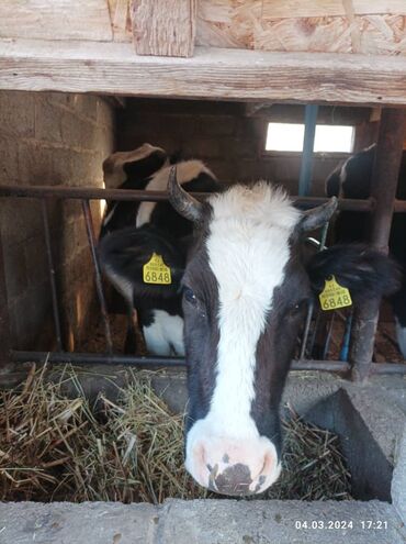корова породы голштин: Продаю | Корова (самка) | Голштин | Для разведения, Для молока | Не стельные