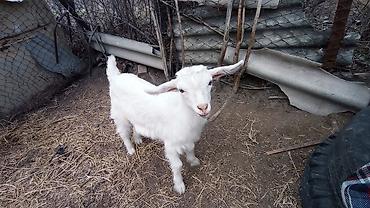 Козы, козлы: Продаю | Козлёнок | Для разведения at lalafo.kg — 2 Козы, козлы: Продаю | Козлёнок | Для разведения — 2