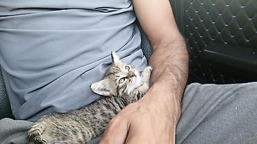 korella tutuqusu haqqında: Tabbi — 1