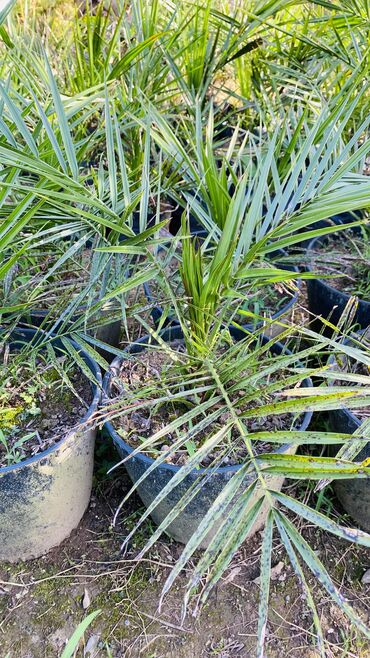 ev bitkiləri: Finik palmasi her qiymete olani var sifaris ucun əlaqe saxliya