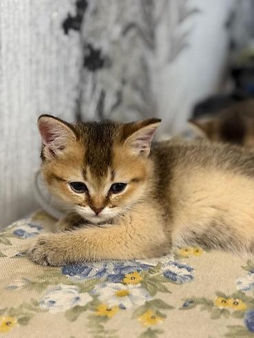 Pişiklər: Şinşilla, Erkək — 9