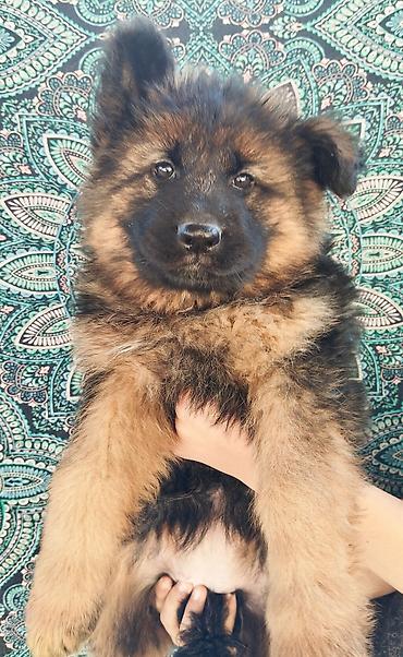 Продажа собак: Немецкая овчарка, 2 месяца, Самка at lalafo.kg — 3 Продажа собак: Немецкая овчарка, 2 месяца, Самка — 3