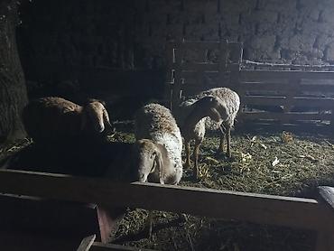 Баран, овца: Продаю | Овца (самка) | Полукровка | Для разведения | Ярка — 1