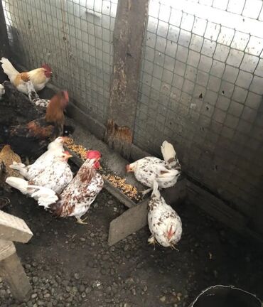 продажа домашних кур: Срочно продаю всех карликов!!!! Парами можно и штучно!!!! Звоните на