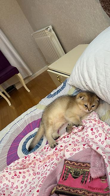 Кошки: Золотая шиншилла, Самец, В добрые руки, Самовывоз — 3