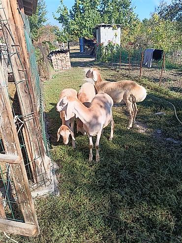 Продам с/х животных: Продаю | Овца (самка) | Для разведения | Матка — 1