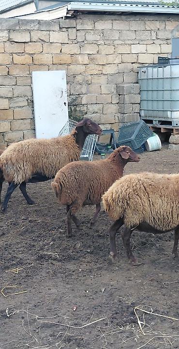 qara qoyun: Dişi, il: 3, Damazlıq, Ünvandan götürmə — 2