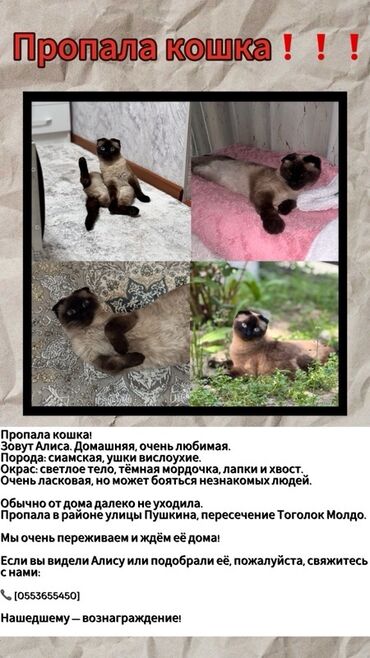 дом для животных: Жоголгон : Сиам, Ургаачы, Биколор