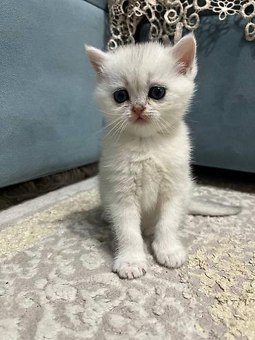 Pişiklər: Britan — 2