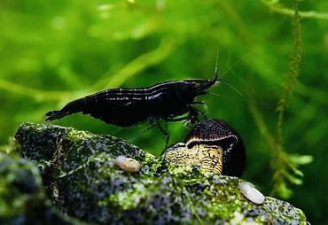 Akvarium aksesuar və ləvazimatları: Akvaryum üçün dekorativ krivetqa – rəngli Neocaridina növləri. 10 — 10
