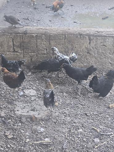 mal satisi: Toyuq, Damazlıq — 4
