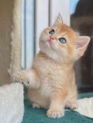 Pişiklər: Britan yastı qulaq, Erkək, Dişi, Yaxşı əllərə, Ünvandan götürmə, Ödənişli çatdırılma, Rayonlara çatdırılma — 3