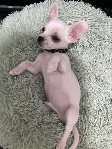 Продажа собак: Продаются замечательные щенки — такса и чихуахуа 🐶✨ Ищем заботливых и — 8