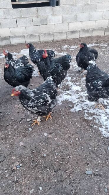 Птицы: Мраморный Кохин — 17