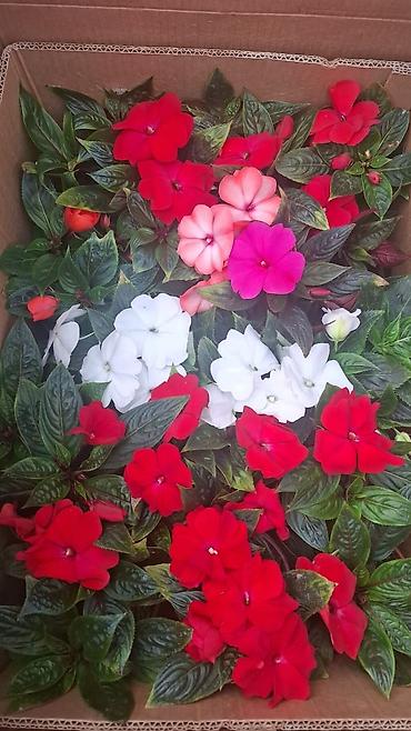 Фиалки и глоксинии: Продаю только оптом цветы из Узбекистана.глоксинии фикусы — 3