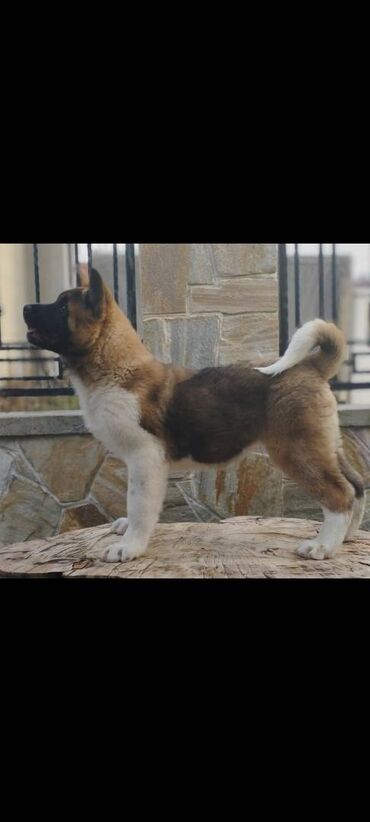 Psi: Na prodaju 3 muška šteneta iz vrhunskog legla, od oca Balua, oba pola — 2