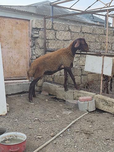 Quzu: Salam saglam arpa yonca yeyen heyvandı qala quzusudu real alıcılar — 3