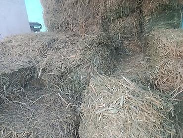 тай абакан: Продаю тюки 100шт.по250с.первый кос — 4