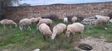 qoyun bazari: Dişi, il: 1, Damazlıq, Ödənişli çatdırılma