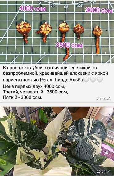 клубни алоказии: Клубни алоказии Regal Shields Alba (яркая вариегатность, отличная — 1