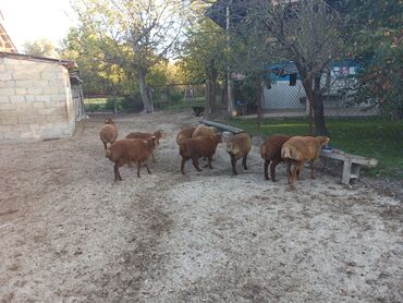 Digər kənd təsərrüfatı heyvanları: 3 aylığ südəmər quzular satılır! Diri çəkisi 10 manatdı,tək tək — 2
