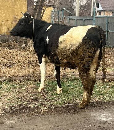 Коровы, быки: Продаю | Бык (самец) | На откорм | Привязанные — 1