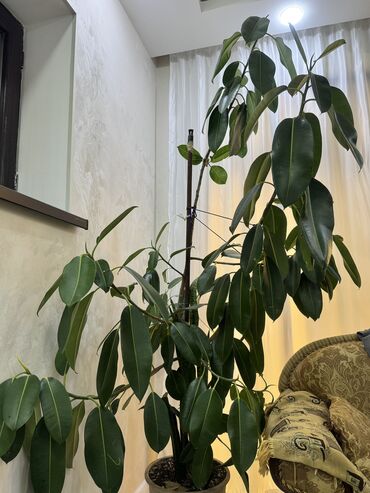 Otaq bitkiləri: Böyük ölçülü otaq bitkiləri dəsti - Fikus elastika (rezin ağacı) — 8