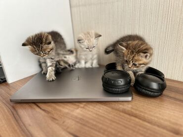 Pişiklər: Şinşilla -da lalafo.az — 16 Pişiklər: Şinşilla — 16