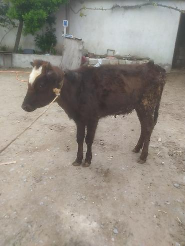 Dana, buzov: Dana, buzov — 6