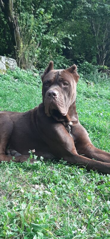 balaca paltar: Kane-Korso, 1 ay, Erkek, Pulsuz çatdırılma