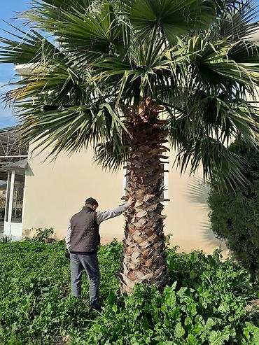 Ağaclar: Məhsul: Dekorativ palma ağacları (Trachycarpus/Vindozaya bənzər yelpik — 11