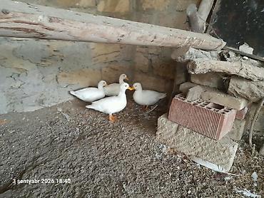 jersey cinsi: Coldak ördək satilir 4 ədəddi ikisi balasidi 4 dü bir yerdə 160m di — 1