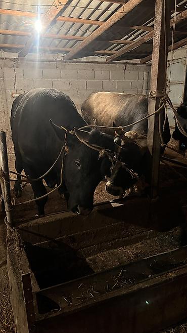 Коровы, быки: Продаю | Бык (самец) — 13