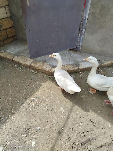 su quşu adları: Qaz satıram.40 AZN.yumurta verir 2 gündən bir.saglam — 1