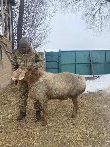 Бараны, овцы: Бараны, овцы