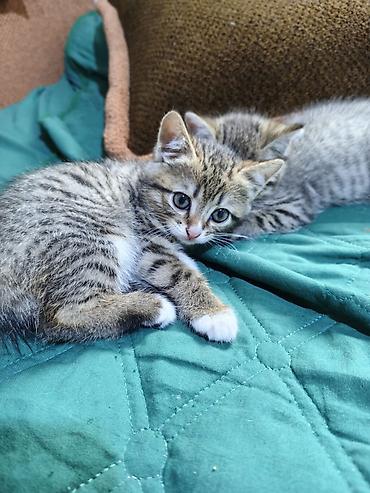 Отдам даром кошку: Кошка даром: Беспородная, Девочка — 3