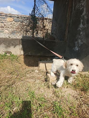labrador balasi satilir: Koker spaniyel, 3 ay, Erkək, Peyvəndli, Ünvandan götürmə — 4