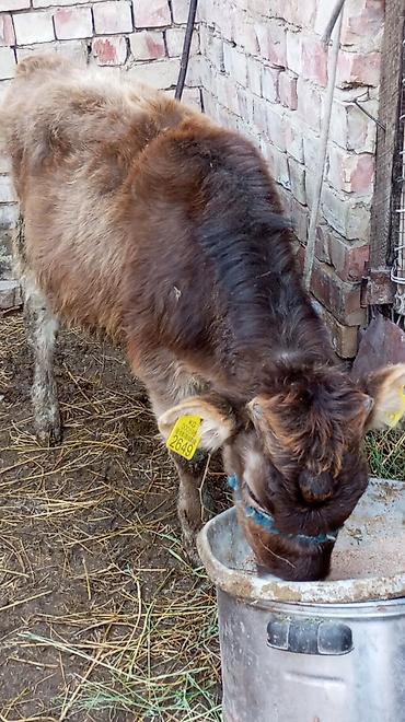 Коровы, быки: Продаю | Тёлка | На откорм | Привязанные — 7