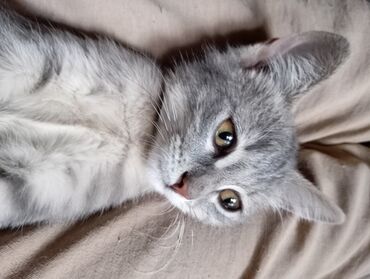tuklu pişik: Tabbi, Dişi, Yaxşı əllərə
