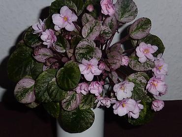 Фиалки и глоксинии: 🌱🌺🌱 Продаю сортовые ДЕТКИ стандартных, трейлерныхмини и полумини — 17