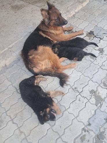 çoban kucuyu: Alman çoban iti, 2 ay, Erkək, Peyvəndli, Ünvandan götürmə — 2