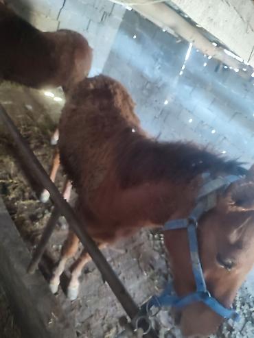 Лошади, кони: Продаю | Жеребенок — 7