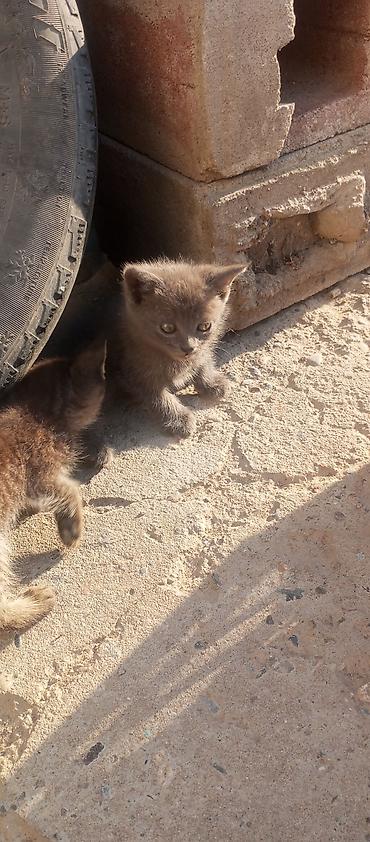 Кошки: БЕСПЛАТО отдам в хорошие руки Котёнок, окрас сплошной серый — 6