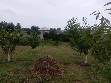lalofo gence: 10 sot Kənd təsərrüfatı, Qaz, İşıq, Su — 3